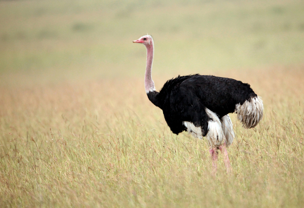 ostrich.jpg