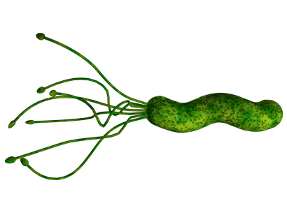 hpylori_lg.jpg