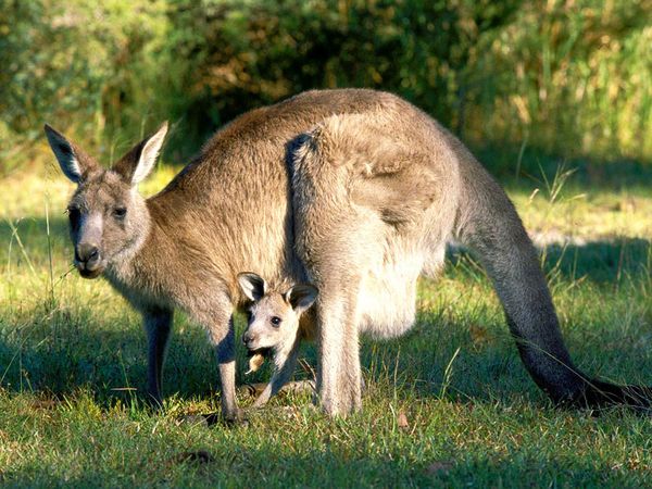 gray-kangaroo_554_600x450.jpg