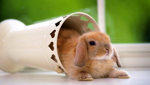 Cute+rabbit+wallpaper-3.jpg