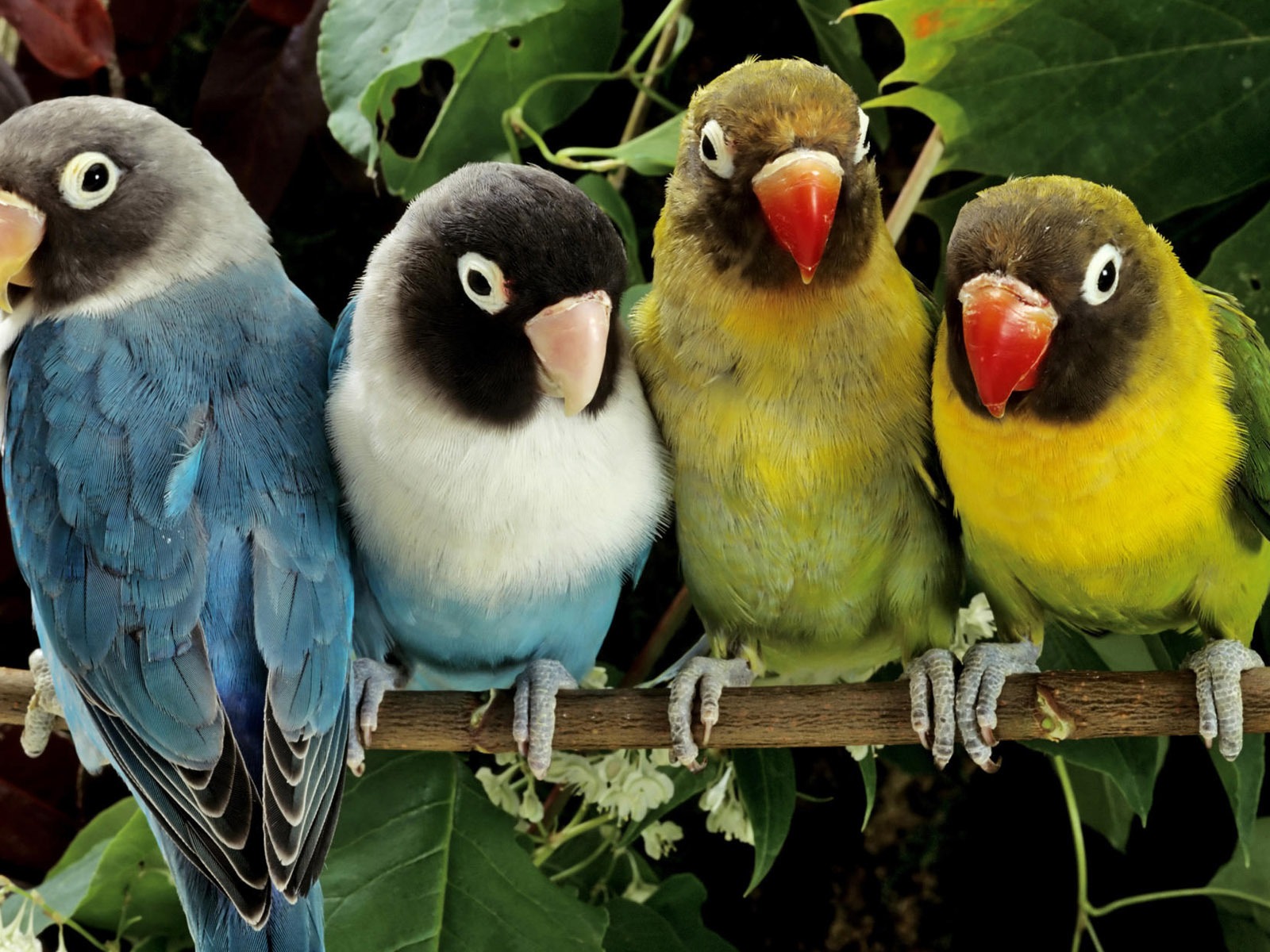 Wallpapers-four-parrots-wallpaper%2BWallpaper.-760233.jpg