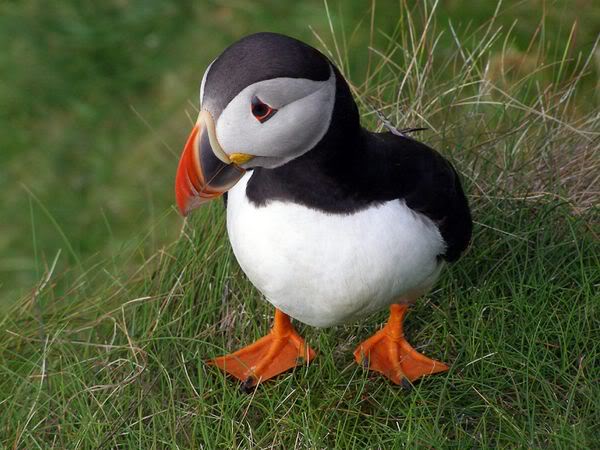 single-puffin_18377_600x450.jpg