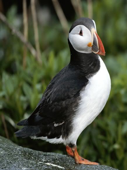 atlantic-puffin_453_600x4501.jpg