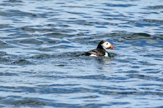 the-puffins-are-hard.jpg