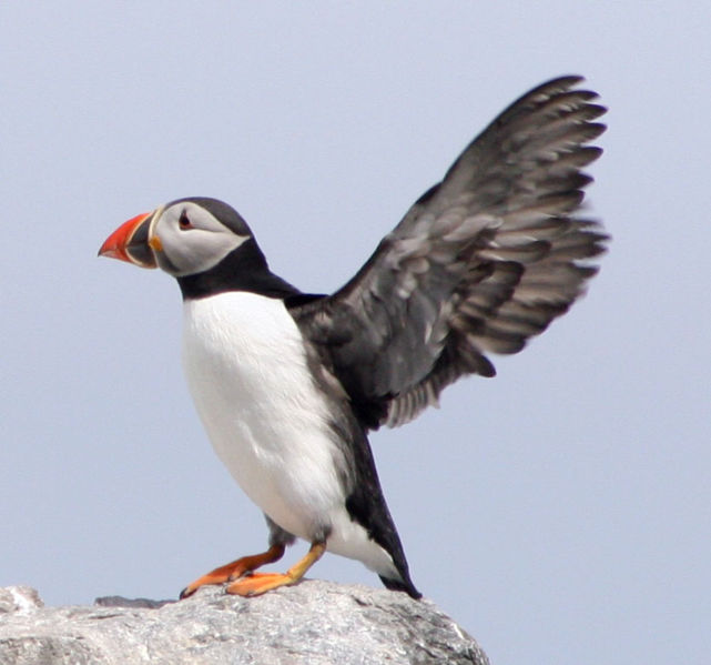 puffins.jpg