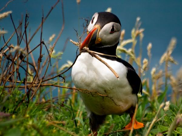 puffin-skomer-island_3608_600x450.jpg