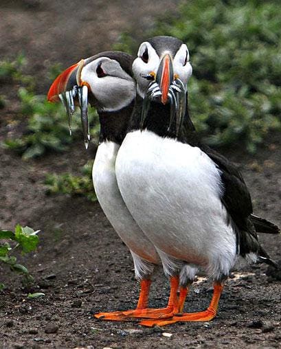 bp-puffins_449596n.jpg