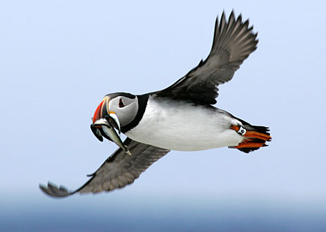 puffins-topper.jpg