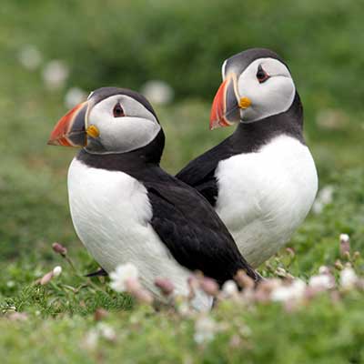 puffins.jpg