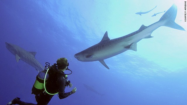 130731161714-sharks-afridive-south-africa-horizontal-gallery.jpg