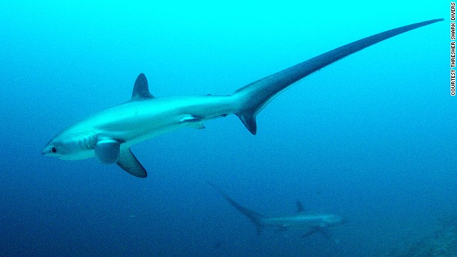 130731172731-sharks-thresher-shark-divers-philippines-horizontal-gallery.jpg