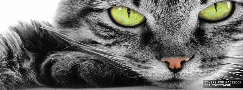 Cat-Green-Eyes-Cover.jpg