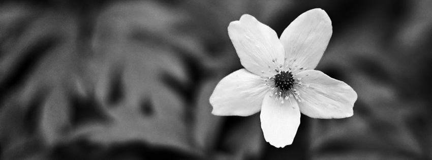 black_white_flower_cover_18.jpg
