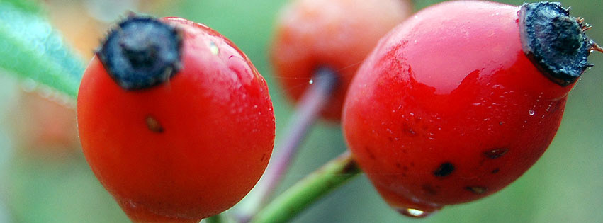 Close-up-of-a-rose-hip-fruit.jpg