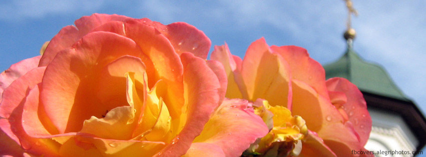 Rose-with-a-church-in-the-background.jpg