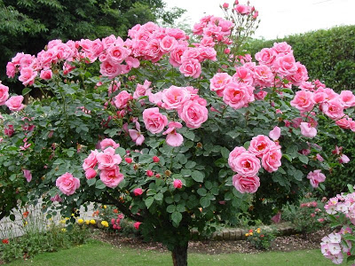 pakistani_rose_garden_shahzad_picture_2.jpg