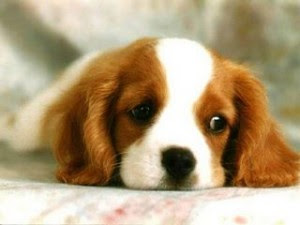 sad_puppy-med1-300x225.jpg