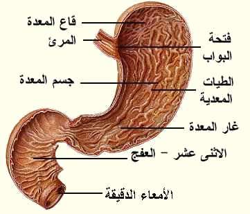  كسل المعدة 204971