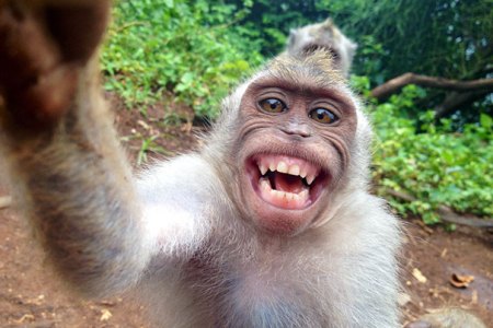funny-animal-selfies.jpg