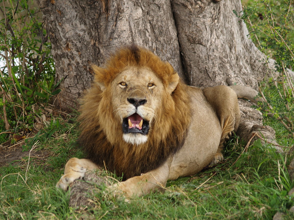 1200px-Lion_in_masai_mara.jpg