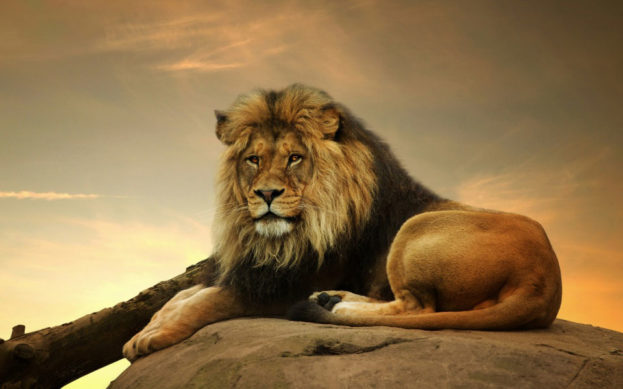 big-African-lion-on-rock-HD-photo-960x600-623x389.jpg