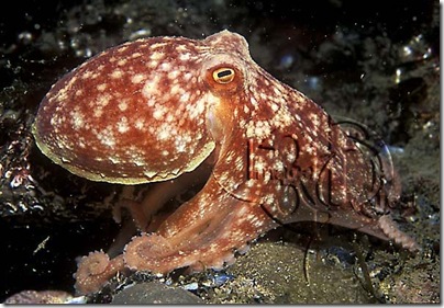 Octopus%20aquarium_thumb%5B3%5D.jpg