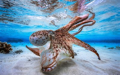 thumb-octopus-underwater-sea-wildlife-octopoda.jpg