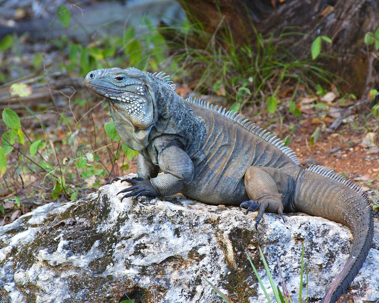 The-Blue-Iguana-Cyclura-lewisi-is-Grand-Caymans-largest-native-land-animal.jpg