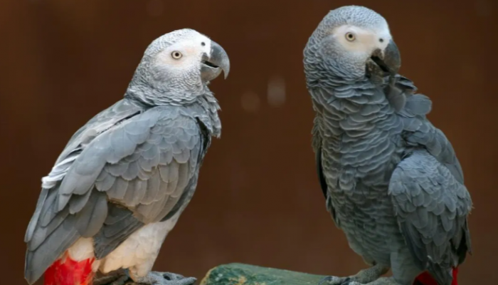 133-202116-african-gray-parrot-shares-human-altruism_700x400.png