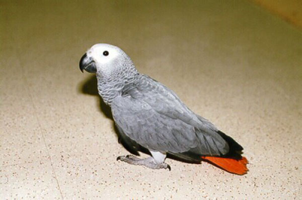 African-Grey-Parrot-(18).jpg