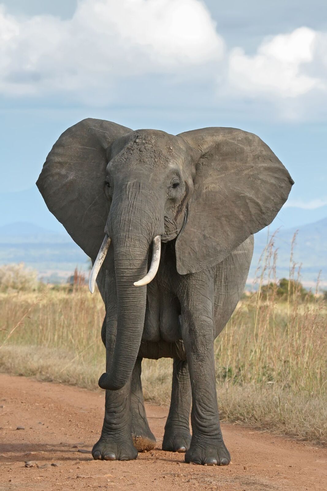 1200px-African_Bush_Elephant.jpg
