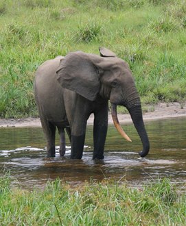 271px-African_Forest_Elephant.jpg