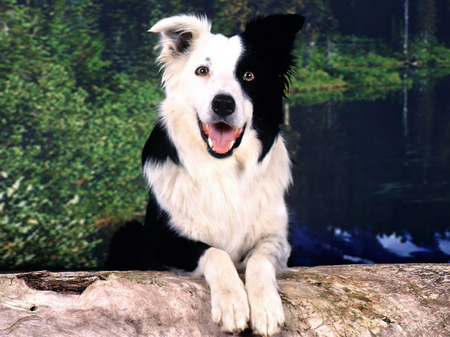 border-collie-on-the-log-wallpaper.jpg