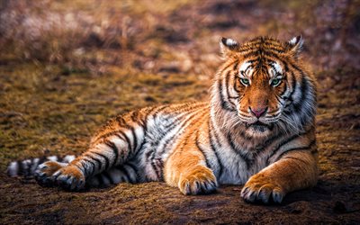 thumb-tiger-bokeh-predators-blurred-background-beautiful-animals.jpg