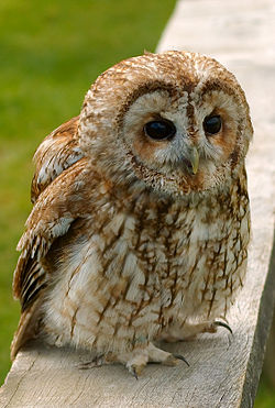 250px-Tawny_wiki.jpg