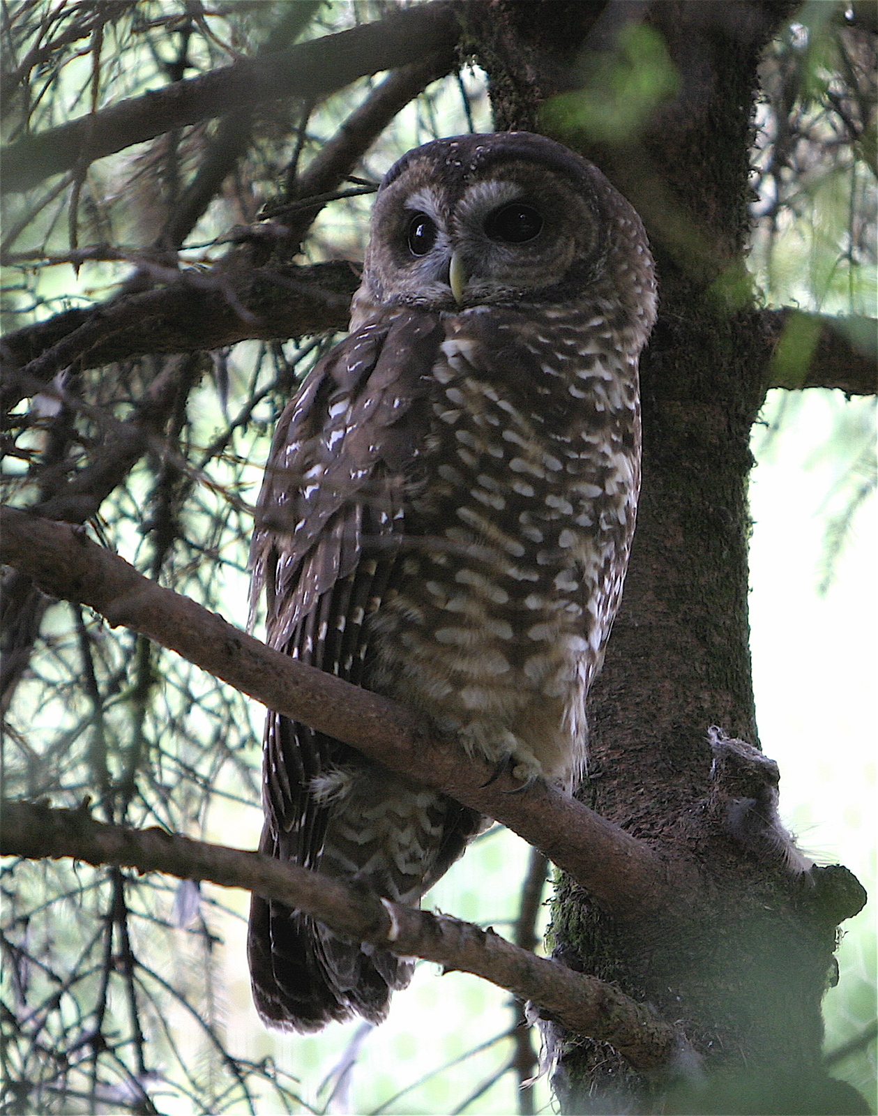 NorthernSpottedOwlOregonZoo.jpg