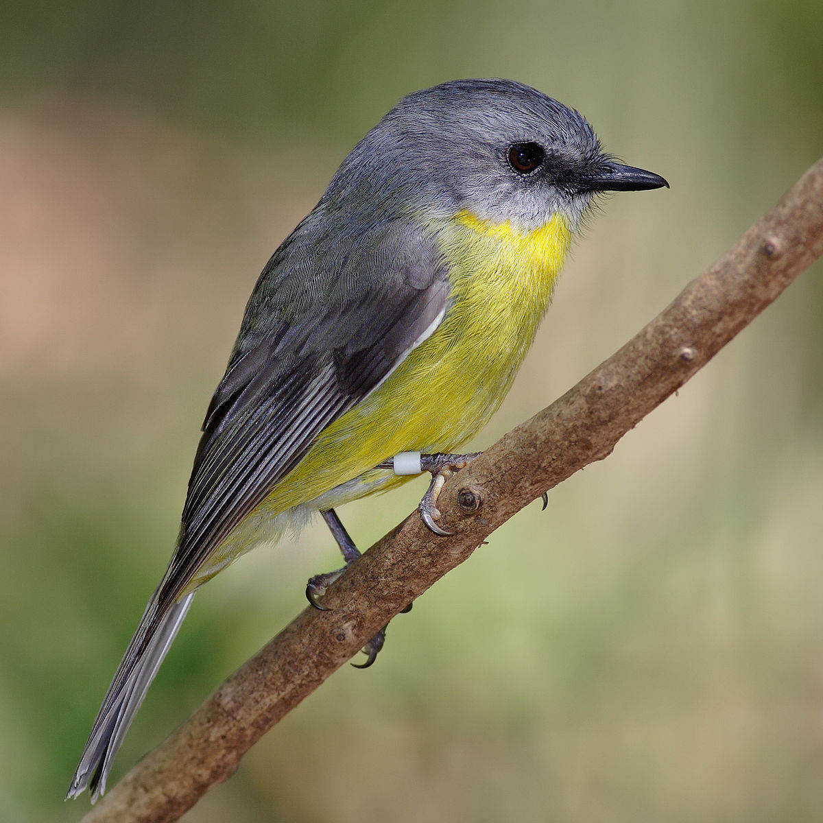 1200px-Eastern_yellow_robin.jpg