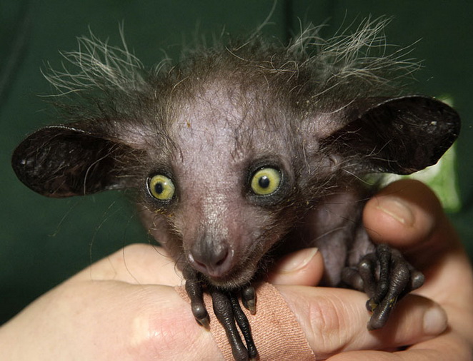 Le-Aye-Aye.jpg