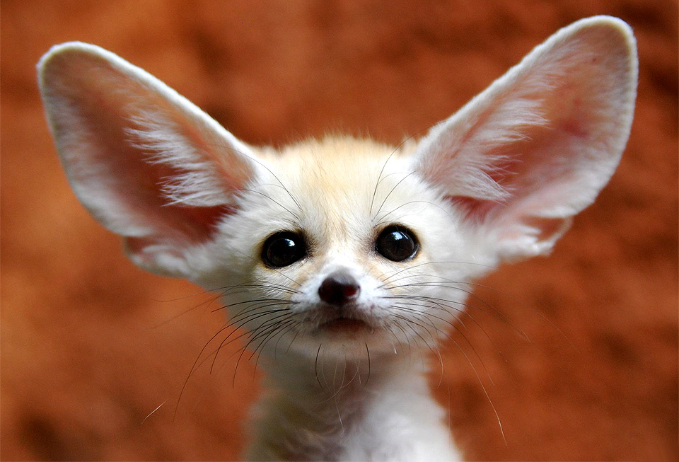 a-little-fennec-fox.jpg