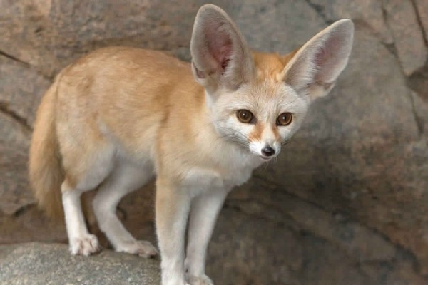 fennec-fox-facts_2187_4_1528312778.jpg