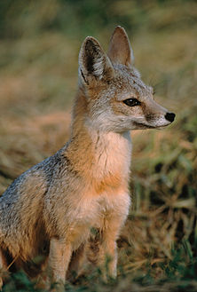 222px-Vulpes_macrotis_mutica_sitting.jpg