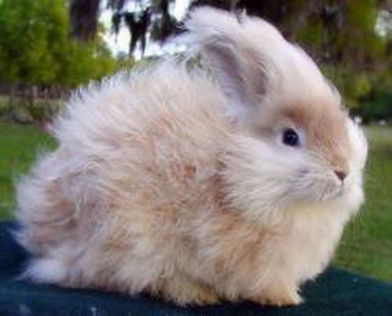 angora_05.jpg