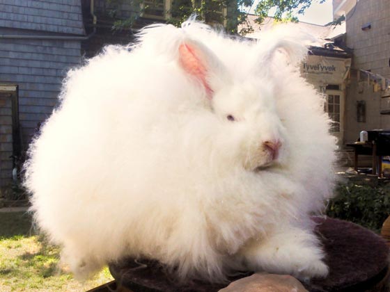 angora_02.jpg