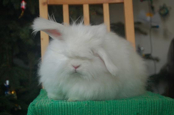 angora_06.jpg