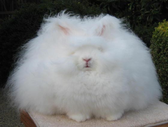 angora_03.jpg