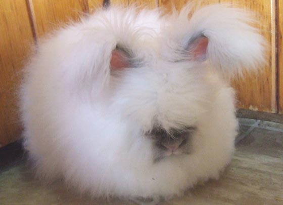 angora_04.jpg