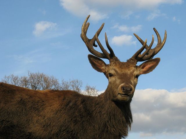 800px-red_deer_stag_wollaton_park.jpg