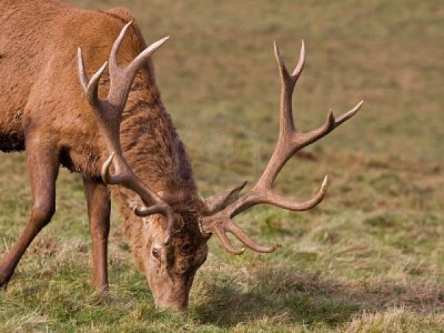 8657659-prominent-winter-antlers-of-a-red-deer-stag-cervus-elaphus.jpg