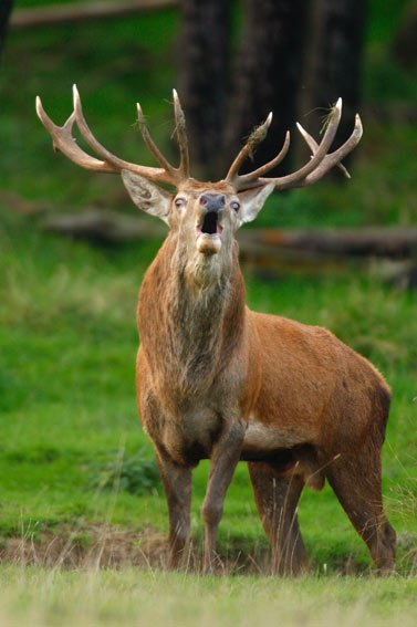 red-deer-grunt.jpg