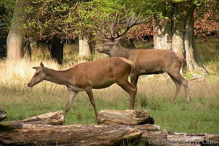 red-deer-stag-hind-denmark-07.jpg